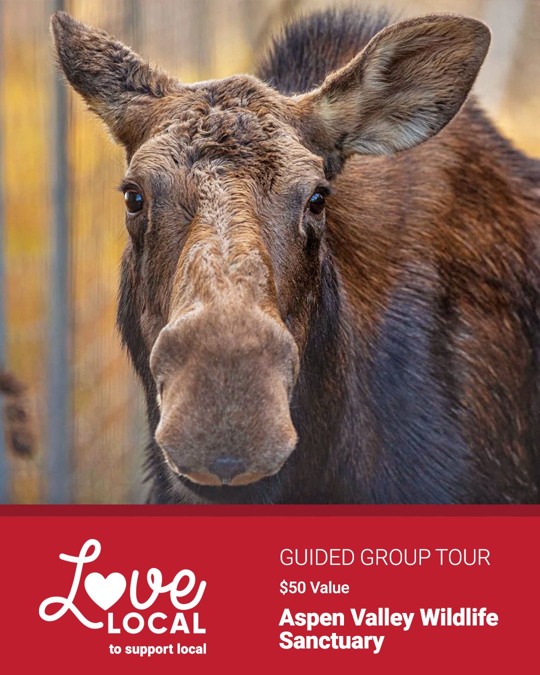 LoveLocal_2026_Aspen Valley Wildlife Sanctuary_guidedToursV3_Second